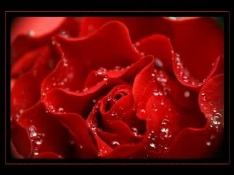 Mihail Krug- Rose (róża)