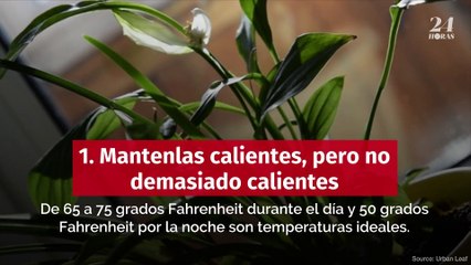 Tips para mantener vivas y sanas a tus plantas durante el otoño e invierno