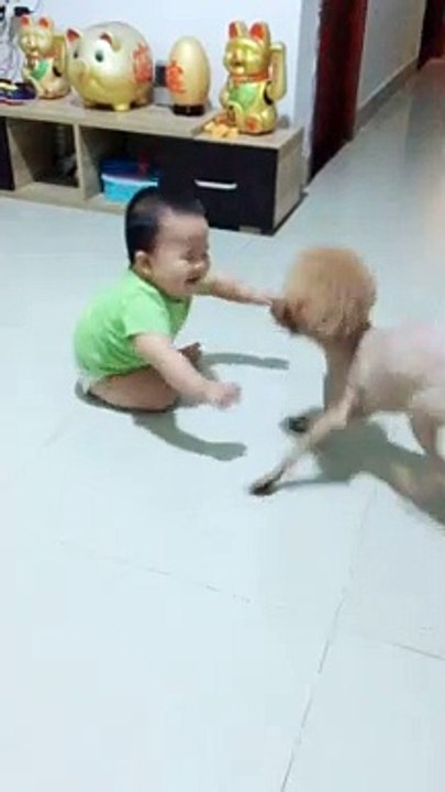Baby with dogs