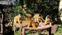 London Zoo's squirrel monkeys enjoy icy treats