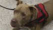 'Niño', el perro que pasó de peleas clandestinas a detectar el covid-19