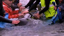 Authorities work to remove whale carcasses on Tasmania's coast