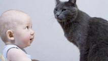 Cats And Babies Most Crazy Cats Annoying Babies