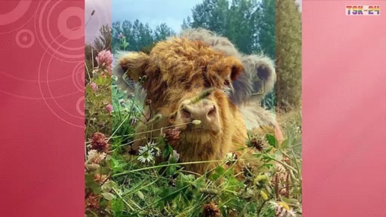 If You Ever Feel Sad, These Highland Cattle Calves Will Make You Smile