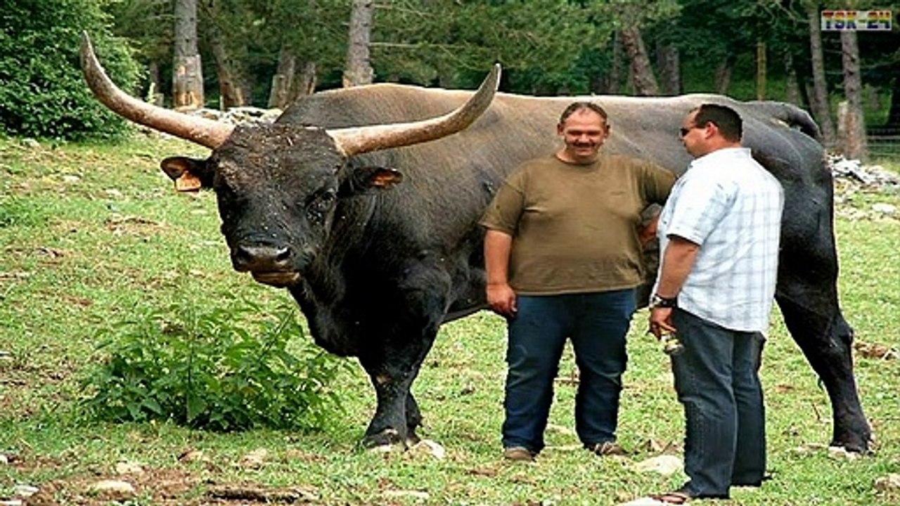 WOW! The bulls with the biggest horns - New agriculture technologies