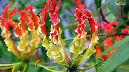 Top 10 Most Expensive Flowers in The World