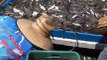 VIDEO: ¡Era su día! Pescadores de Las Lajitas capturan grandes cantidades de camarón el altamar