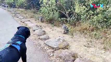 Imbas Kebiasaan Buruk Manusia, Diserang Gerombolan Rakun