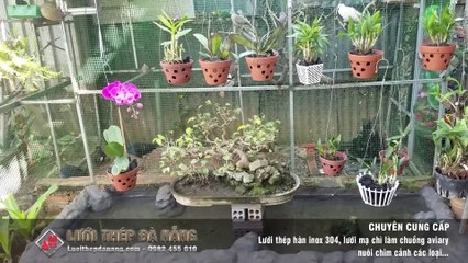 Lưới thép làm chuồng Aviary đẹp