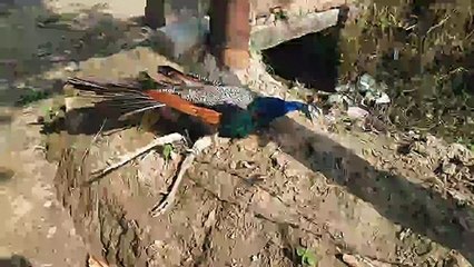 11000 की लाइन से राष्ट्रीय पक्षी मोर की करंट लगने से हुई मौत, मौके पर पहुंचे अधिकारी