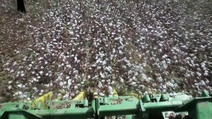 Çukurova çiftçisi alternatif ürünlere yöneldi pamukta ekim alanı daraldı - ADANA