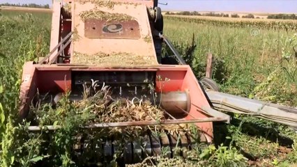 Rekoltesi düşen kuru fasulye fiyatıyla yüz güldürüyor - KONYA