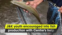 J&K youth encouraged into fish production with Centre’s help