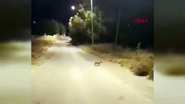 İstanbul'da yerleşim yerine inen tilki kamerada