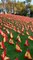 Colocan 53.000 banderas en la M-30 en homenaje a las víctimas del Covid-19