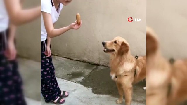 Sahibine kavuşan köpeğin sevinci