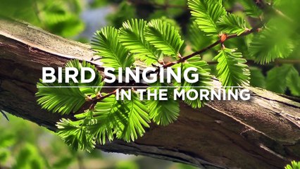 Birds Singing In The Morning