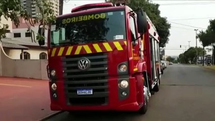 Porco-espinho é capturado na Avenida Toledo