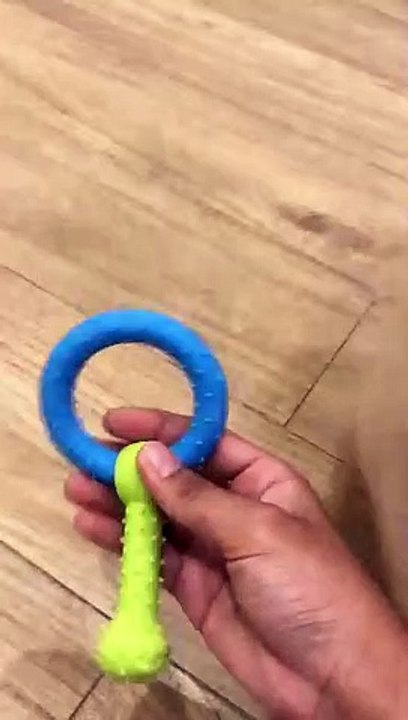 Playing cute puppy