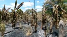 Setembro de 2020 já é o 3º com o maior número de queimadas em oito anos no Ceará