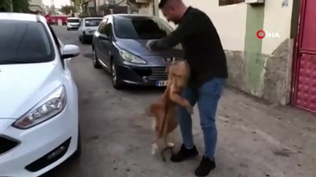 Sahibine kavuşan köpeğin sevinç anları...