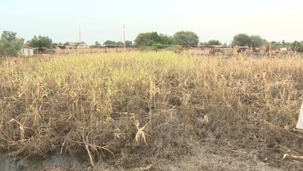 السودان: خسائر كبيرة للقطاع الزراعي نتيجة الفيضانات والسيول