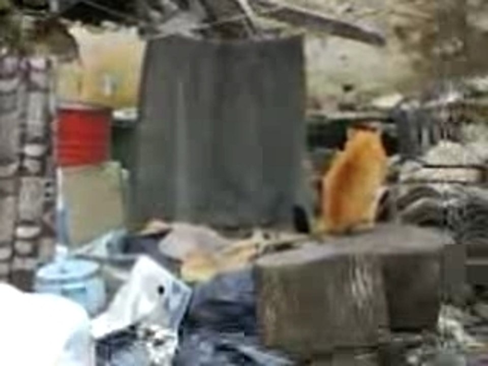 FUNNY CATS