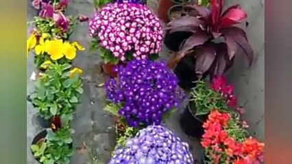 Roof gardening. छत पर बागवानी करने के आइडियाज,