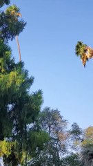Arborist Rides Palm Tree Like a Cowboy