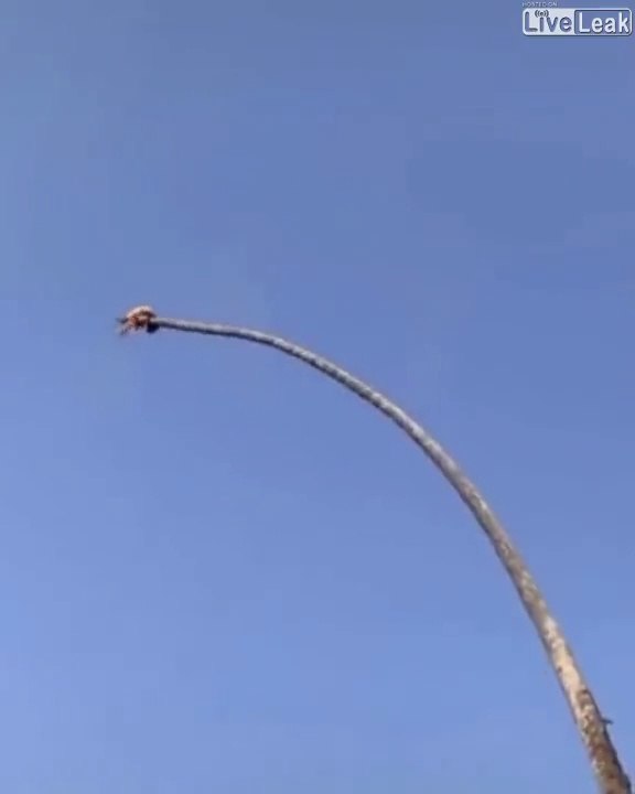 Ce bucheron prend d'énormes risques pour couper un palmier