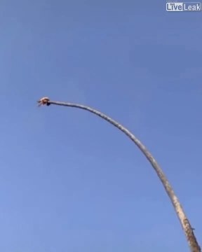 Ce bucheron prend d'énormes risques pour couper un palmier