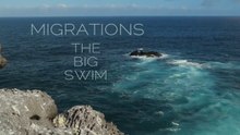 Migrations- The Big Swim (2020)
