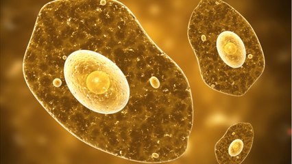 Don't Drink The Water: Texas Town's Water Supply Contains Brain-Eating Bug