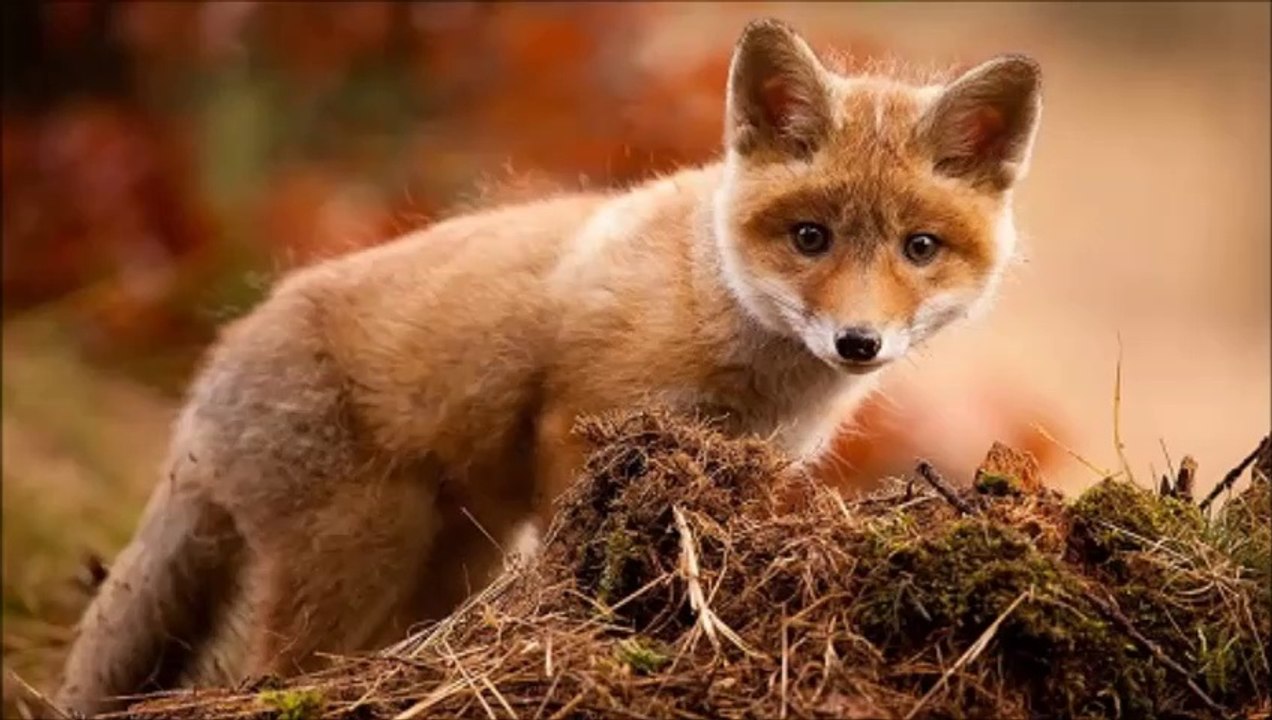 Zorros (Vulpes vulpes)