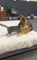 Cat Beats Up Dog After Cuddling With Her