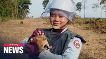 African giant pouched rat wins gold medal for sniffing out mines in Cambodia
