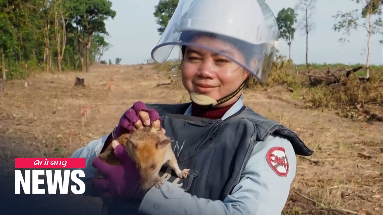 African giant pouched rat wins gold medal for sniffing out mines in Cambodia