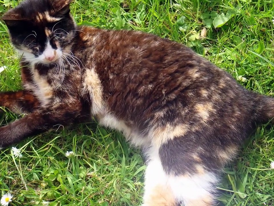 Slideshow Adopted Cats from 4 generations