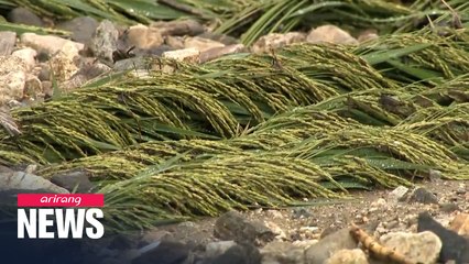 Rural areas in S. Korea still suffering from summer's monsoon