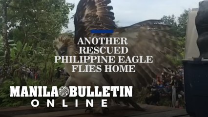 Another rescued Philippine Eagle flies home