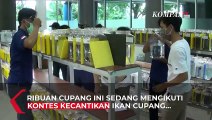 Kontes Ikan Cupang Betta Secara Live Streaming di Kediri