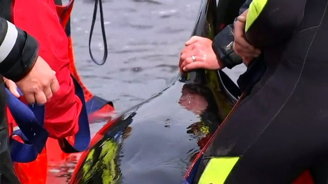 Tas. scientists investigating 350 whale deaths