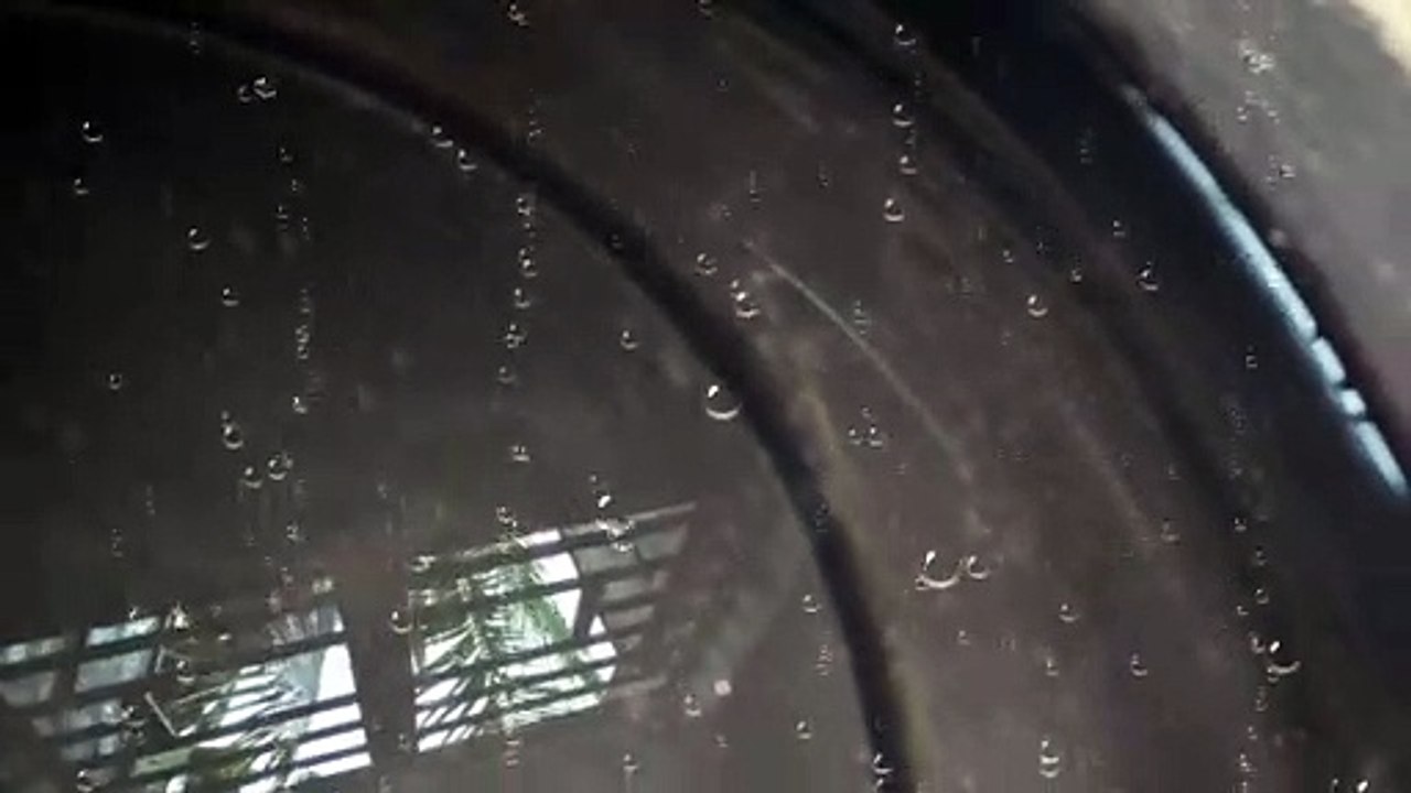 Molly Fishes In My House