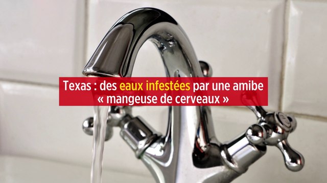 Texas : des eaux infestées par une amibe « mangeuse de cerveaux »