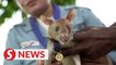 Landmine-sniffing 'hero' rat awarded gold medal