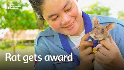 Magawa, Cambodia's landmine-hunting rat gets award for bravery