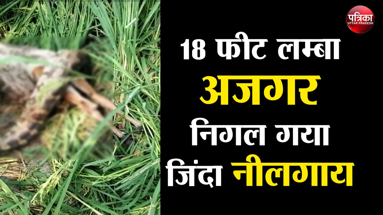 देखें विडियो कैसे जिंदा नीलगाय को निगल गया 18 फीट लम्बा अजगर