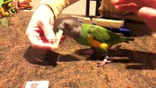 Kili Senegal Parrot - Participating in a Family Board Game