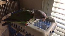 Truman Cape Parrot - Messing Around with Kili in the Travel Carrier