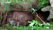 Elephant calf rescued after becoming stranded in pit in southern India